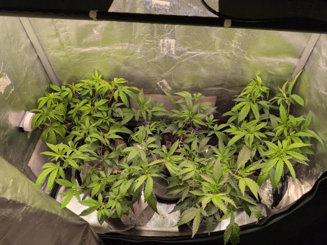 Winter Wonderland 2025, 2x4, 8 clones. Week 9 - Plants look a little lime green, time to raise nutrients.