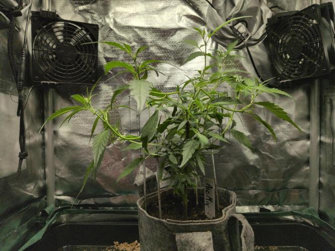 Winter Wonderland 2025, 2x4, 8 clones. Week 9 - Ace mix