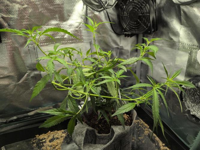 Winter Wonderland 2025, 2x4, 8 clones. Week 9 - Ace mix