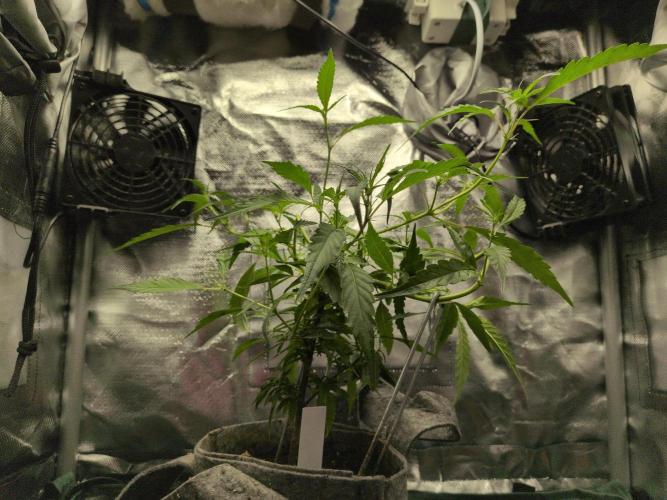 Winter Wonderland 2025, 2x4, 8 clones. Week 9 - Ace mix