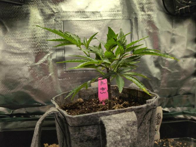 Winter Wonderland 2025, 2x4, 8 clones. Week 9 - California Octane #3