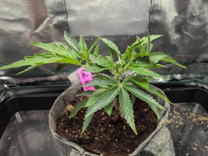 Winter Wonderland 2025, 2x4, 8 clones. Week 9 - California Octane #3