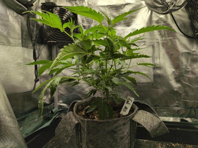 Winter Wonderland 2025, 2x4, 8 clones. Week 9 - California Octane #10