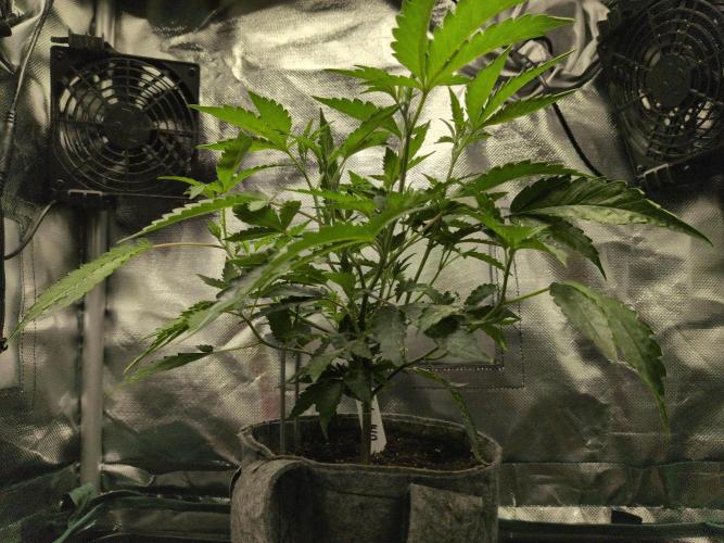 Winter Wonderland 2025, 2x4, 8 clones. Week 9 - California Octane #10