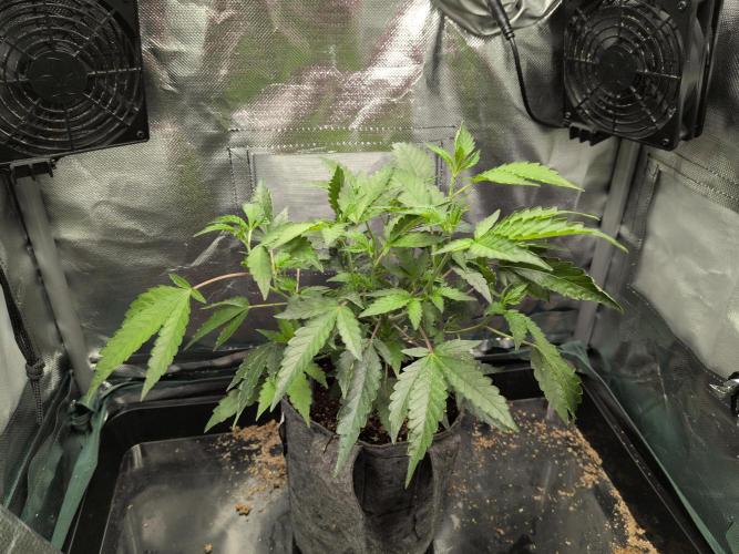 Winter Wonderland 2025, 2x4, 8 clones. Week 9 - California Octane #10