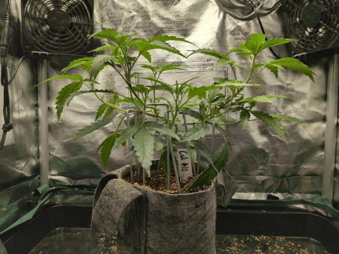 Winter Wonderland 2025, 2x4, 8 clones. Week 9 - California Octane #10