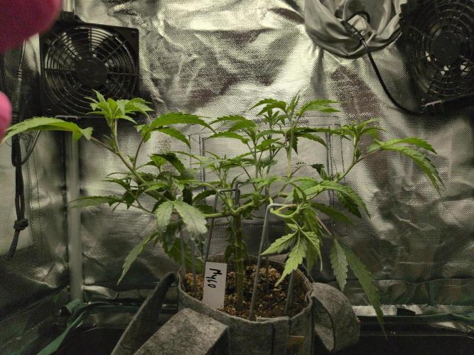 Winter Wonderland 2025, 2x4, 8 clones. Week 9 - California Octane #10