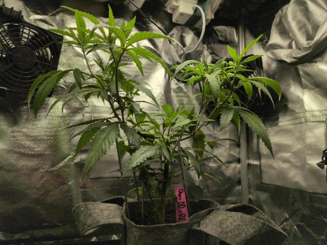 Winter Wonderland 2025, 2x4, 8 clones. Week 9 - Chem DD x Raspberry Parfait