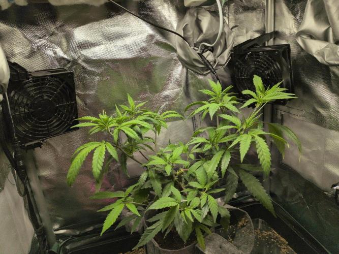 Winter Wonderland 2025, 2x4, 8 clones. Week 9 - Chem DD x Raspberry Parfait