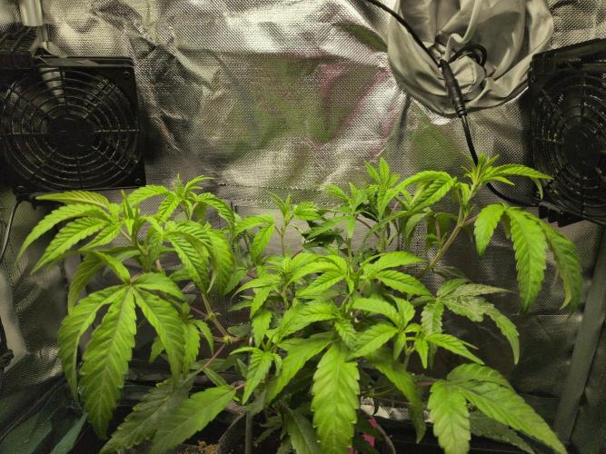 Winter Wonderland 2025, 2x4, 8 clones. Week 9 - Chem DD x Raspberry Parfait