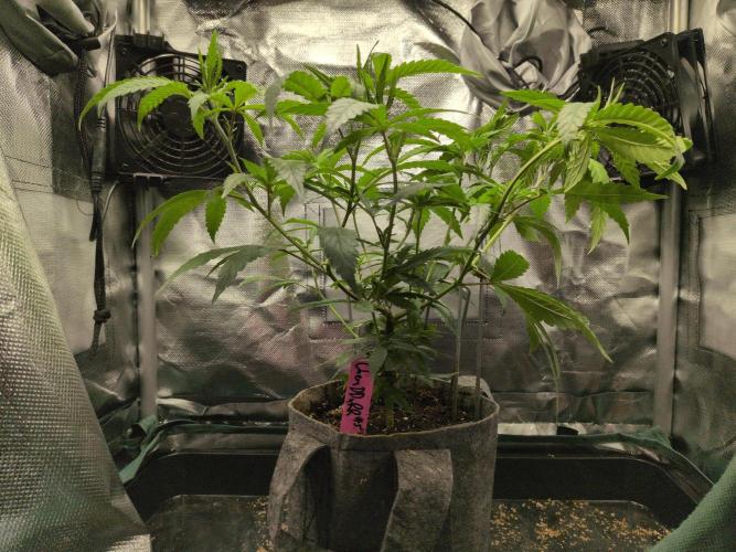 Winter Wonderland 2025, 2x4, 8 clones. Week 9 - Chem DD x Raspberry Parfait