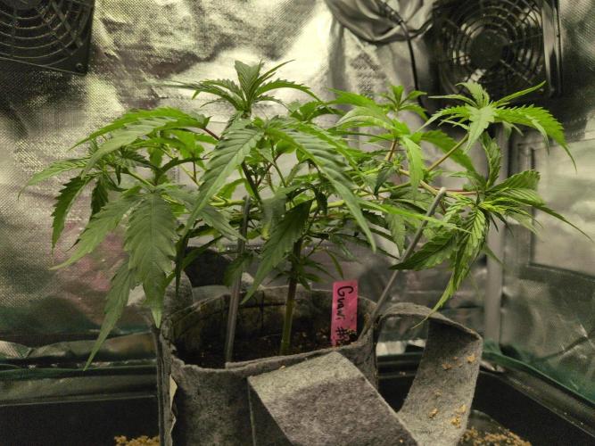 Winter Wonderland 2025, 2x4, 8 clones. Week 9 - Guawi