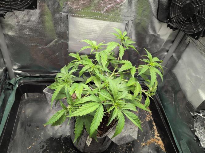 Winter Wonderland 2025, 2x4, 8 clones. Week 9 - Guawi