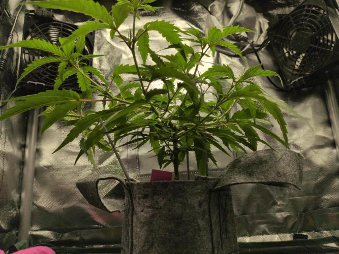 Winter Wonderland 2025, 2x4, 8 clones. Week 9 - Guawi