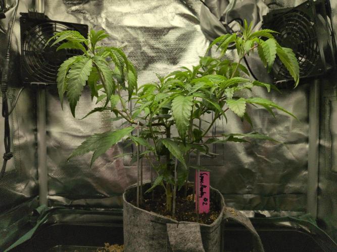 Winter Wonderland 2025, 2x4, 8 clones. Week 9 - Space Monkey