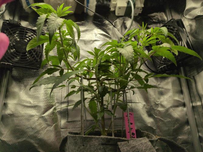 Winter Wonderland 2025, 2x4, 8 clones. Week 9 - Space Monkey