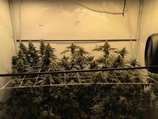 Winter Wonderland 2025, 2x4, 8 clones. Week 9 - Flowering the plants these clones were taken from