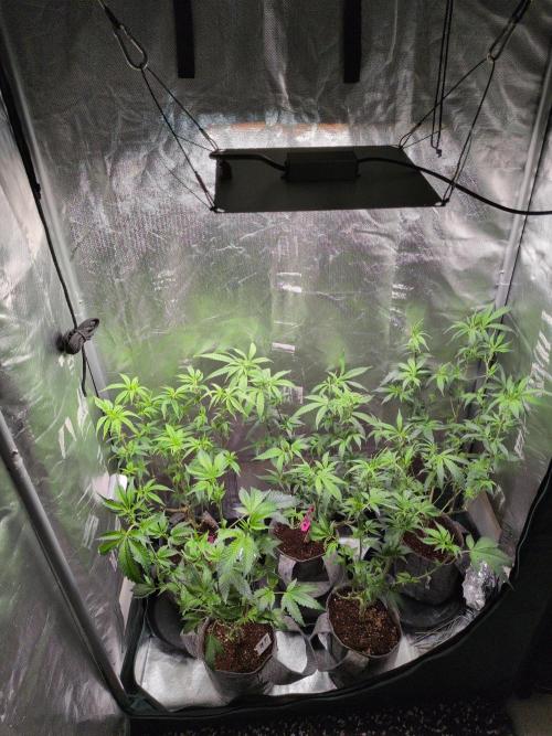 Winter Wonderland 2025, 2x4, 8 clones. Week 10 - 4.1