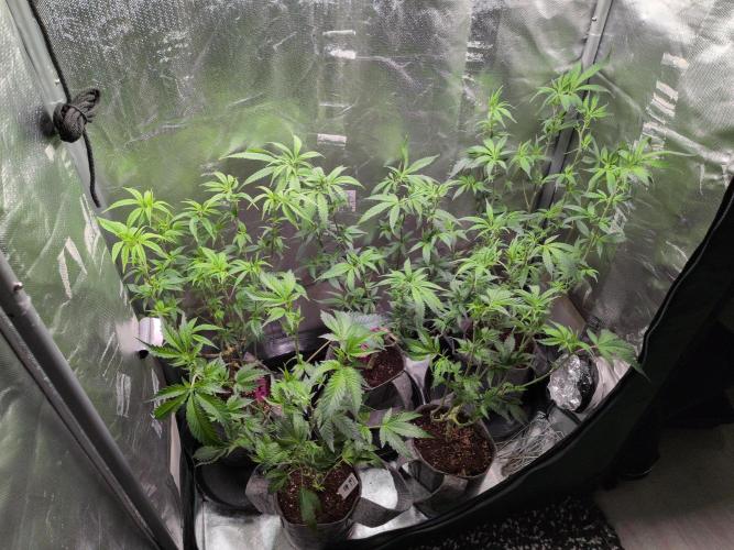 Winter Wonderland 2025, 2x4, 8 clones. Week 10 - 4.1