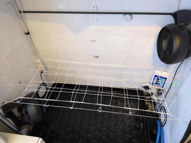 Winter Wonderland 2025, 2x4, 8 clones. Week 11 - 7.1 Nets installed