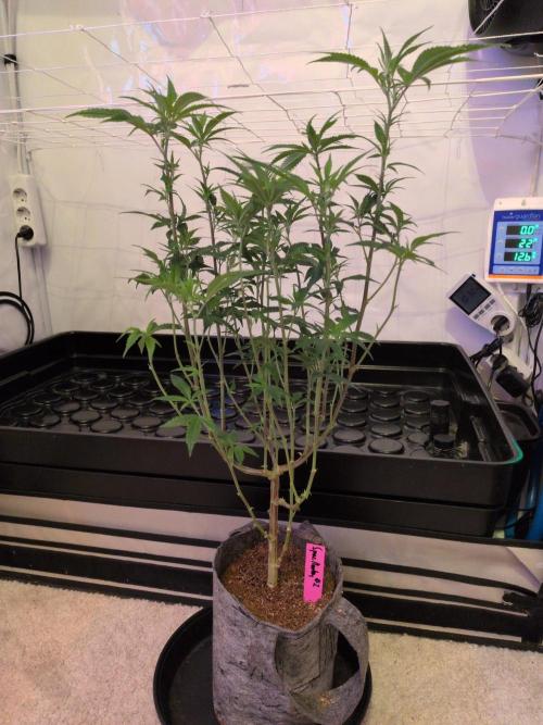 Winter Wonderland 2025, 2x4, 8 clones. Week 11 - 7.1 Space Monkey cleaned up