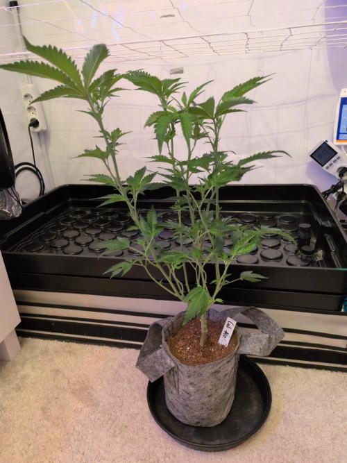 Winter Wonderland 2025, 2x4, 8 clones. Week 11 - 7.1 Cali Octane #10 cleaned up