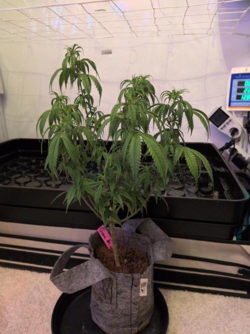 Winter Wonderland 2025, 2x4, 8 clones. Week 11 - 7.1 Guawi #1 unhappy, might be close to root bound