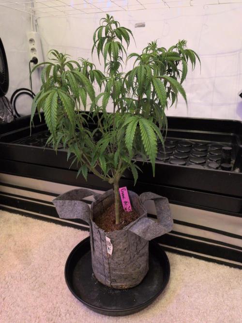 Winter Wonderland 2025, 2x4, 8 clones. Week 11 - 7.1 Guawi #1 unhappy, might be close to root bound