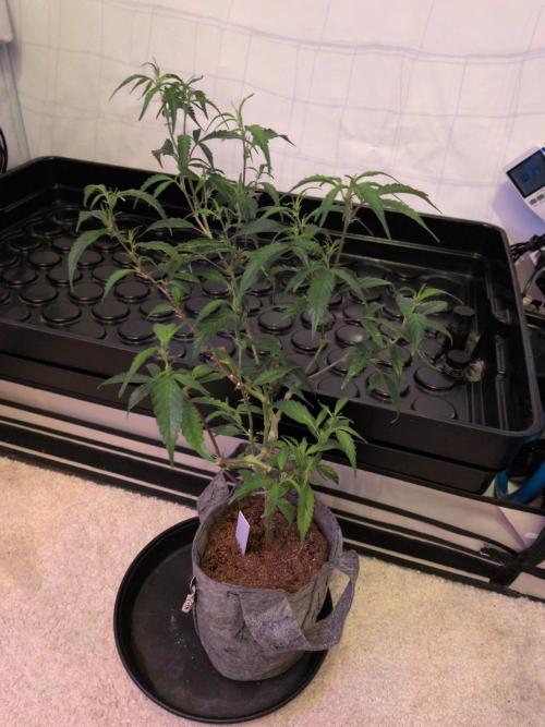 Winter Wonderland 2025, 2x4, 8 clones. Week 11 - 7.1 Ace Mix cleaned up