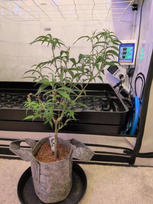 Winter Wonderland 2025, 2x4, 8 clones. Week 11 - 7.1 Ace Mix cleaned up