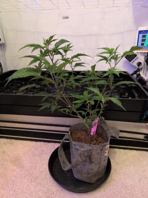 Winter Wonderland 2025, 2x4, 8 clones. Week 11 - 7.1 California Octane #3 cleaned up