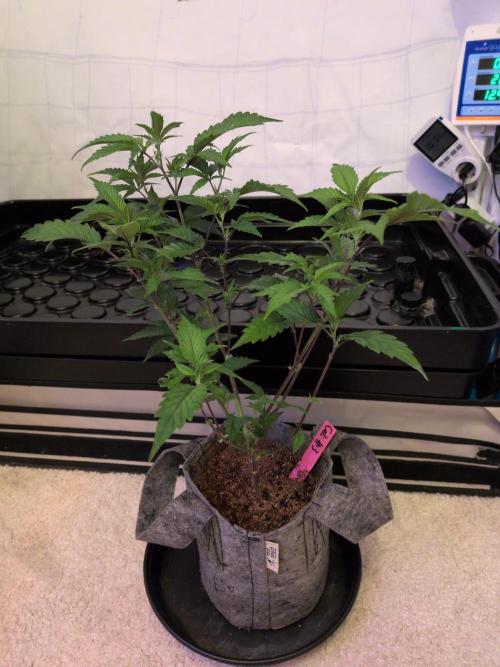 Winter Wonderland 2025, 2x4, 8 clones. Week 11 - 7.1 California Octane #3 cleaned up