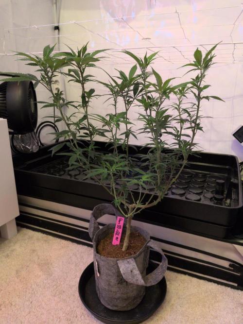 Winter Wonderland 2025, 2x4, 8 clones. Week 11 - 7.1 Chem DD x Raspberry Parfait #5 cleaned up