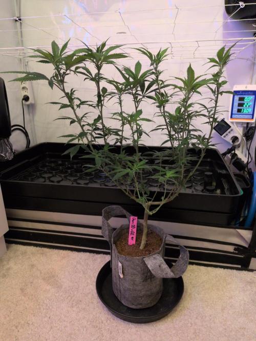 Winter Wonderland 2025, 2x4, 8 clones. Week 11 - 7.1 Chem DD x Raspberry Parfait #5 cleaned up