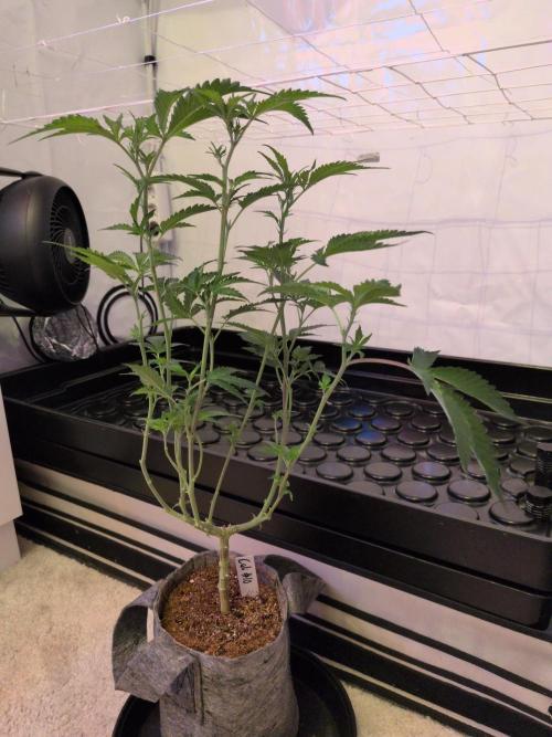 Winter Wonderland 2025, 2x4, 8 clones. Week 11 - 7.1 California Octane #10 cleaned up