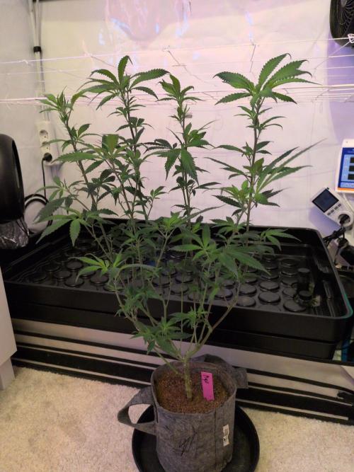 Winter Wonderland 2025, 2x4, 8 clones. Week 11 - 7.1 Chem DD x Raspberry Parfait cleaned up