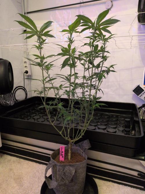 Winter Wonderland 2025, 2x4, 8 clones. Week 11 - 7.1 Chem DD x Raspberry Parfait cleaned up