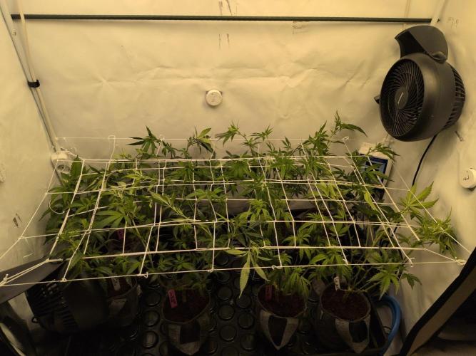 Winter Wonderland 2025, 2x4, 8 clones. Week 11 - 7.1 Plants scrogged