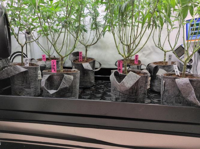 Winter Wonderland 2025, 2x4, 8 clones. Week 11 - 7.1 Plants scrogged