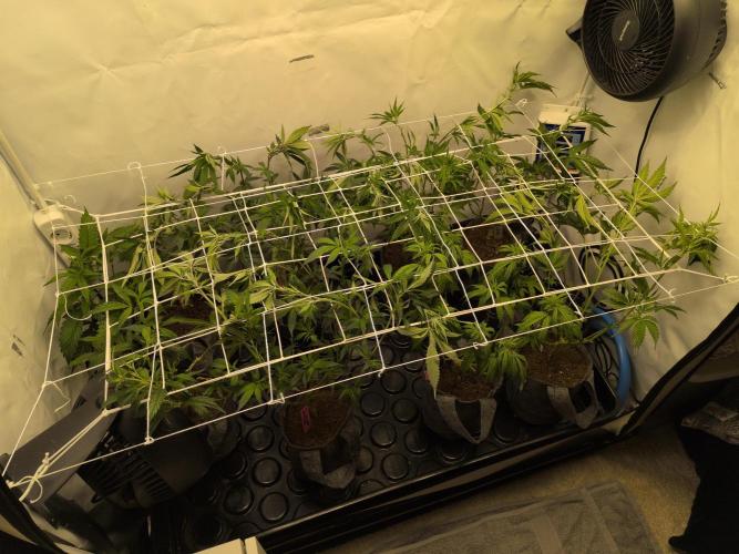 Winter Wonderland 2025, 2x4, 8 clones. Week 11 - 7.1 Plants scrogged