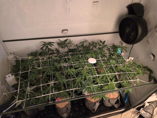 Winter Wonderland 2025, 2x4, 8 clones. Week 11 - 8.1 Plants have been scrogged for 1 day