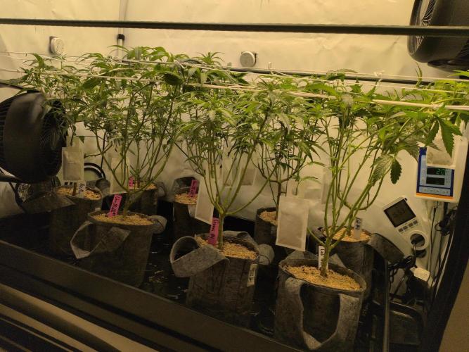 Winter Wonderland 2025, 2x4, 8 clones. Week 11 - 8.1 Plants have been scrogged for 1 day