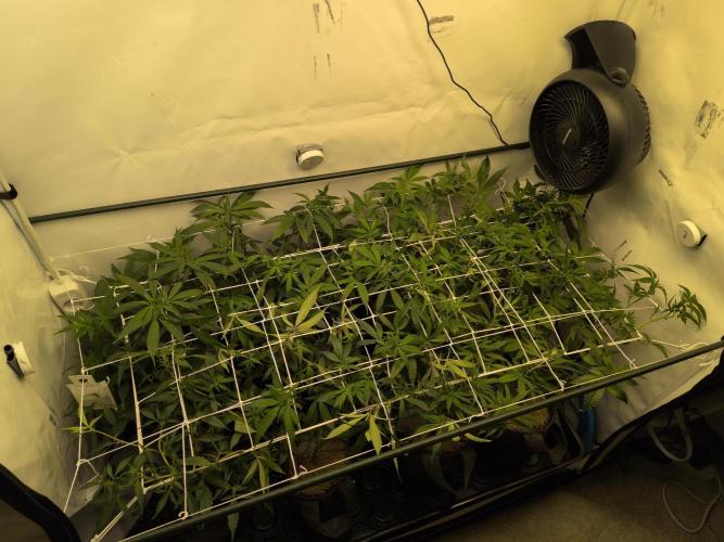 Winter Wonderland 2025, 2x4, 8 clones. Week 12 - 13.1 | Flowering day 5