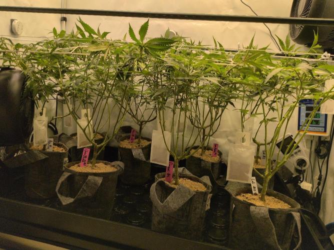 Winter Wonderland 2025, 2x4, 8 clones. Week 12 - 13.1 | Flowering day 5