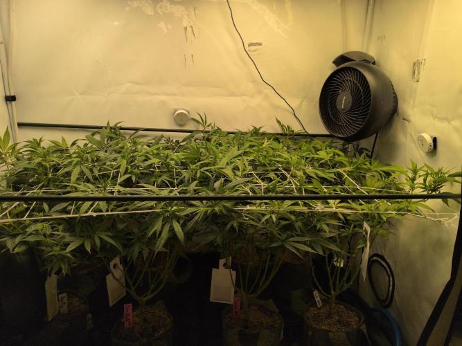 Winter Wonderland. Week 13 - 18.1 | F9