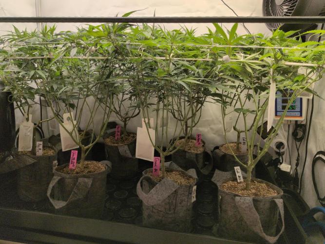 Winter Wonderland. Week 13 - 18.1 | F9