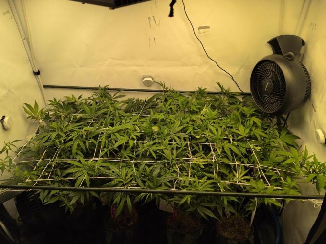 Winter Wonderland. Week 13 - 18.1 | F9