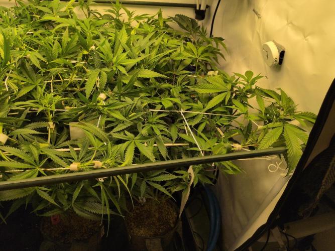 Winter Wonderland. Week 13 - 21.1 | F12