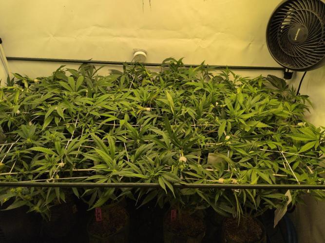 Winter Wonderland. Week 13 - 21.1 | F12