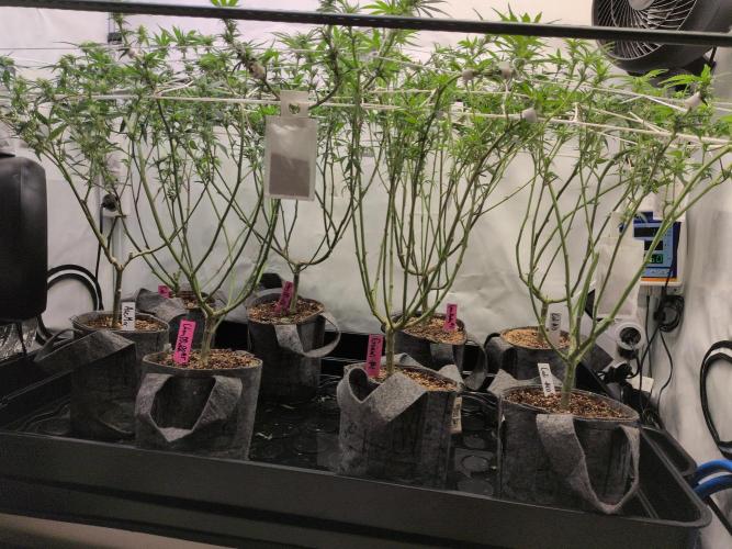 Winter Wonderland. Week 14 - 23.1 | F14